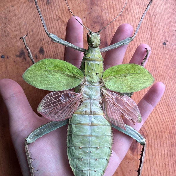 Heteropteryx dilatata, HUGE Jungle Nymph Weird giant bug