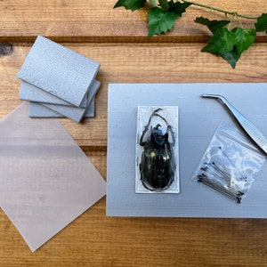 COMPLETE Beetle Mounting Kit with Insect Spreading Board, tweezers, entomology pins, and MORE!
