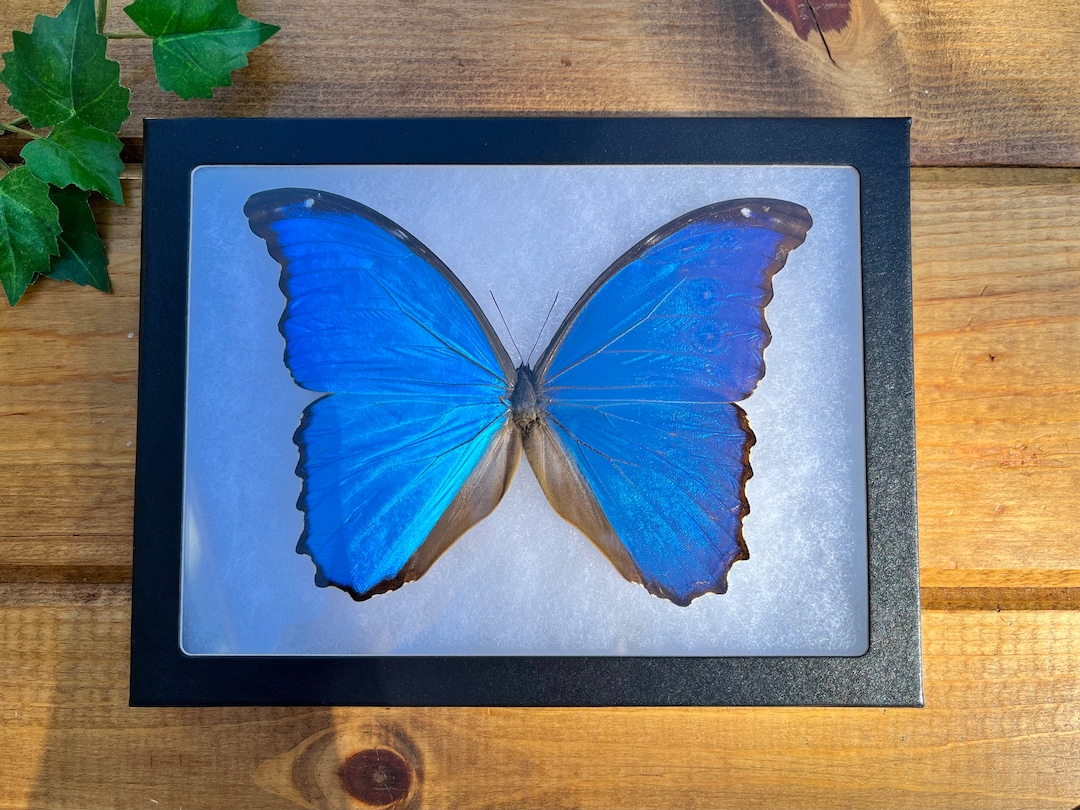 FRAMED Blue Morpho Butterfly, REAL Morpho Didius SPREAD Butterfly