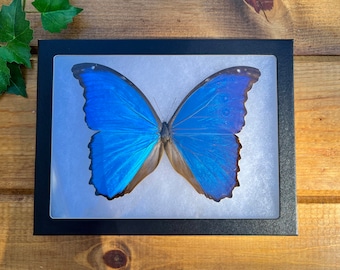FRAMED Blue Morpho Butterfly, REAL Morpho didius SPREAD Butterfly