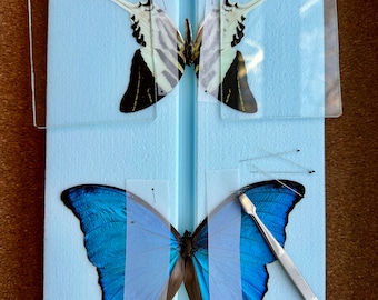 LARGE Butterfly Spreading Mounting Board High Density Polyethylene
