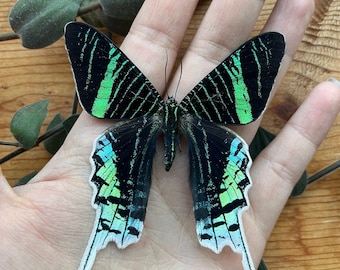 REAL Brilliant Dayflying Moth, Urania leilus UNSPREAD