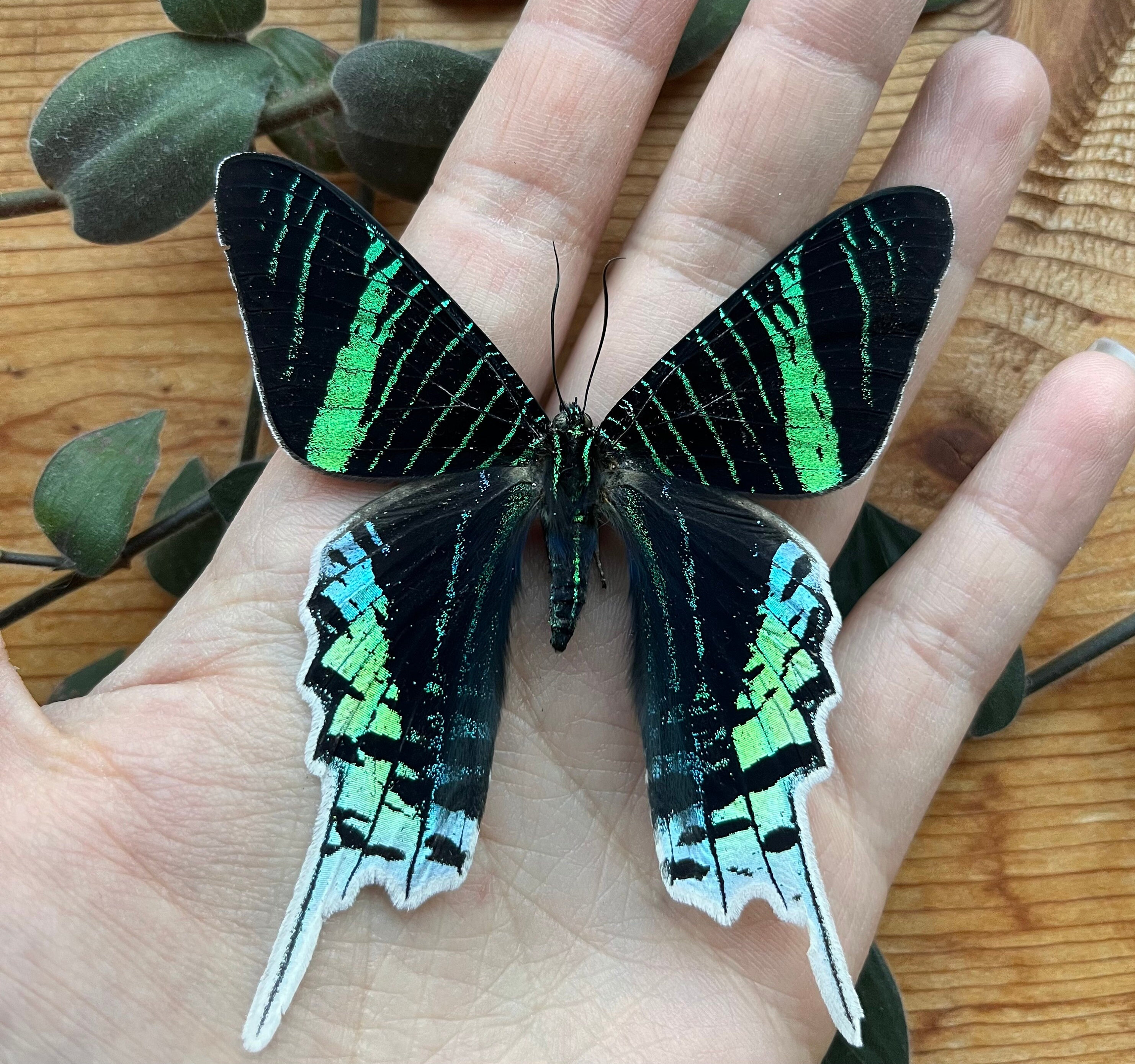 REAL Brilliant Dayflying Moth, Urania Leilus UNSPREAD, Wings