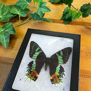 REAL Framed Sunset Moth, Urania ripheus, Madagascar butterfly, wings spread open, dried dead preserved insect art specimen nature decoration