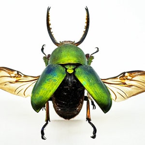 REAL Metallic Green Stag Beetle, Lamprima Adolphinae &#39;Sawtooth Stage&#39;, dried, dead insect specimen, bug for pinning, spreading, art, framing