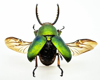 REAL Metallic Green Stag Beetle, Lamprima Adolphinae &#39;Sawtooth Stage&#39;, dried, dead insect specimen, bug for pinning, spreading, art, framing