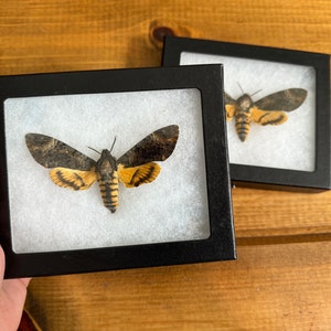 Real Death&#39;s Head Hawkmoth &#39;Acherontia styx&#39; SPREAD and FRAMED, deathhead moth, gothic insect bug, Silence of the Lambs, creepy bug, skull