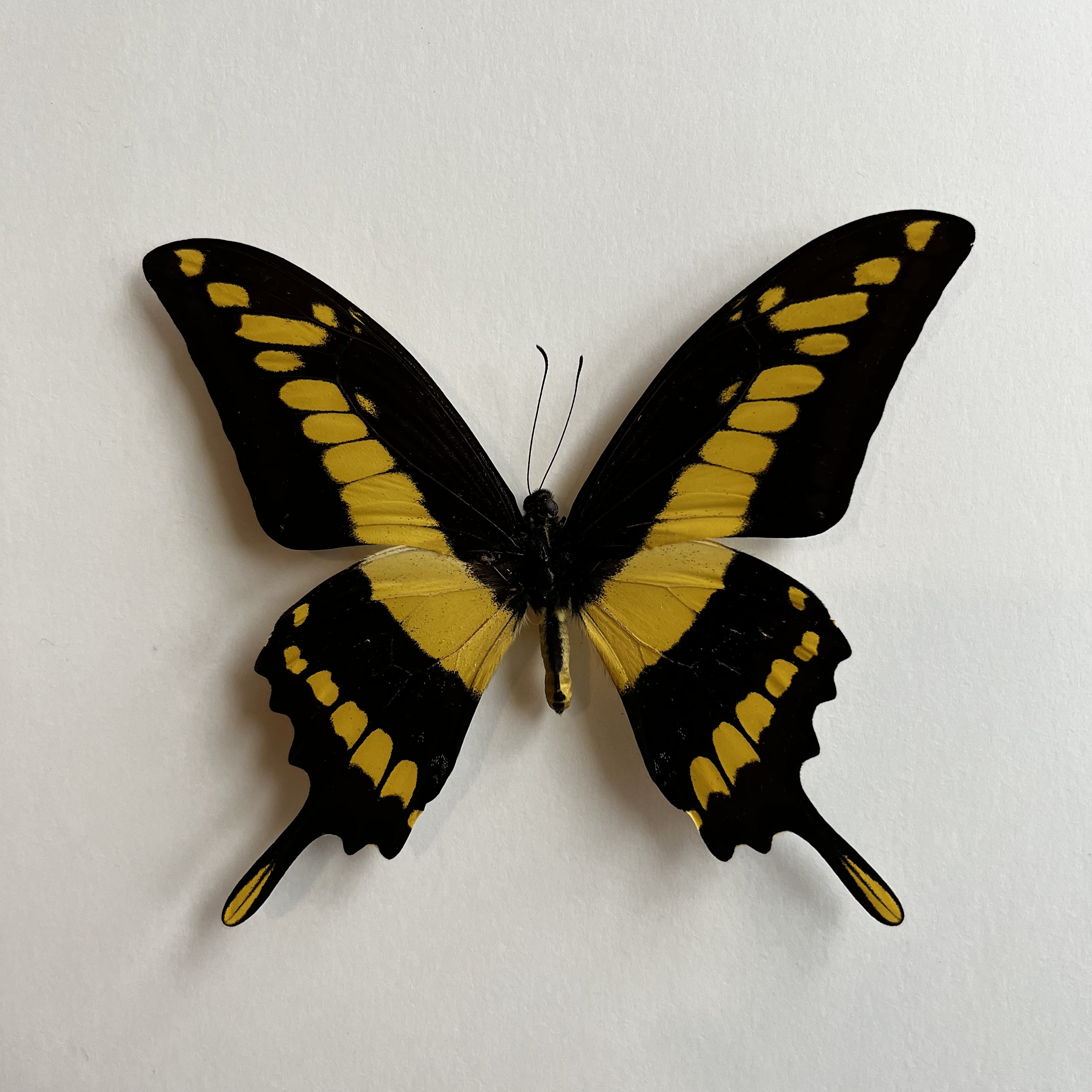 REAL King Swallowtail Papilio Thoas Butterfly - Etsy