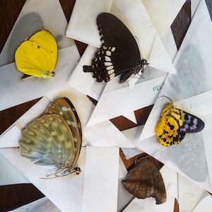 Mixed REAL butterflies for artwork, crafts, and projects! Wholesale Bulk Pack! Assortment, dried, dead, preserved for decor, artwork framing