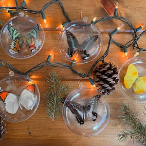 REAL Butterfly Christmas Tree Ornaments