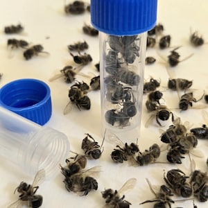 May include: A collection of dead bees, some inside a clear plastic vial with a blue cap, and others scattered on a white surface. The bees are brown and black, with visible wings. The vial is open, with another blue cap nearby.