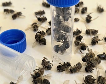Real Honey Bees! NATURAL DEATH! Dead, dried preserved insects for pinning framing. Bulk, No Kill, ethical bugs