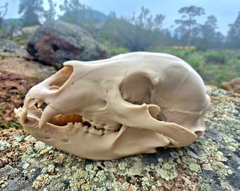 Black Bear Skull Exact Replica, Full Size, Ursus americanus fossil bones specimen, oddities collection, unusual gift unique Christmas, goth
