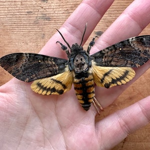 Death&#39;s Head Hawkmoth &#39;Acherontia styx&#39;, real deathhead moth, gothic insect bug, Silence of the Lambs, creepy bug, skull