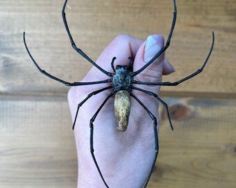 REAL Giant Golden Orb Weaver Spider Nephila Pilipes Unmounted/Unspread