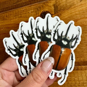 Five Horned Rhino Beetle Vinyl STICKER 'Eupatorus gracilicornis' LIFE-SIZE, Realistic