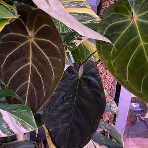 Anthurium ace of spades - Etsy 日本