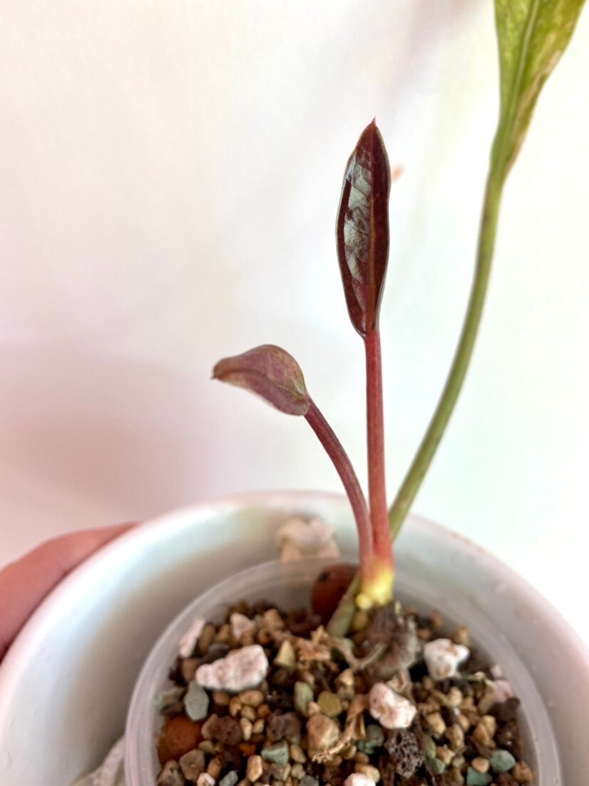 アンスリウム・ジェンマニ斑入り - Etsy 日本