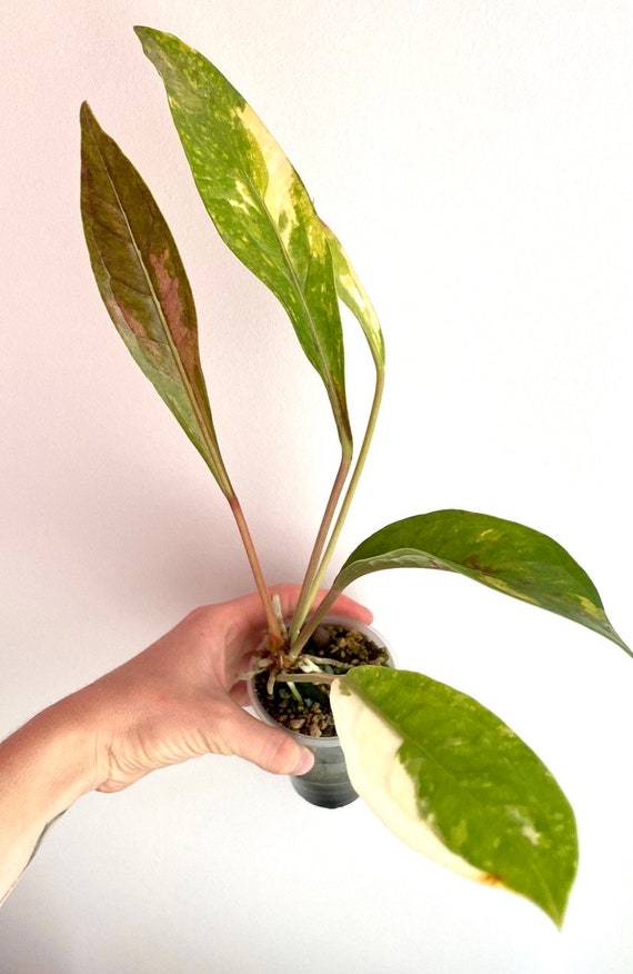 アンスリウム・ジェンマニ斑入り - Etsy 日本