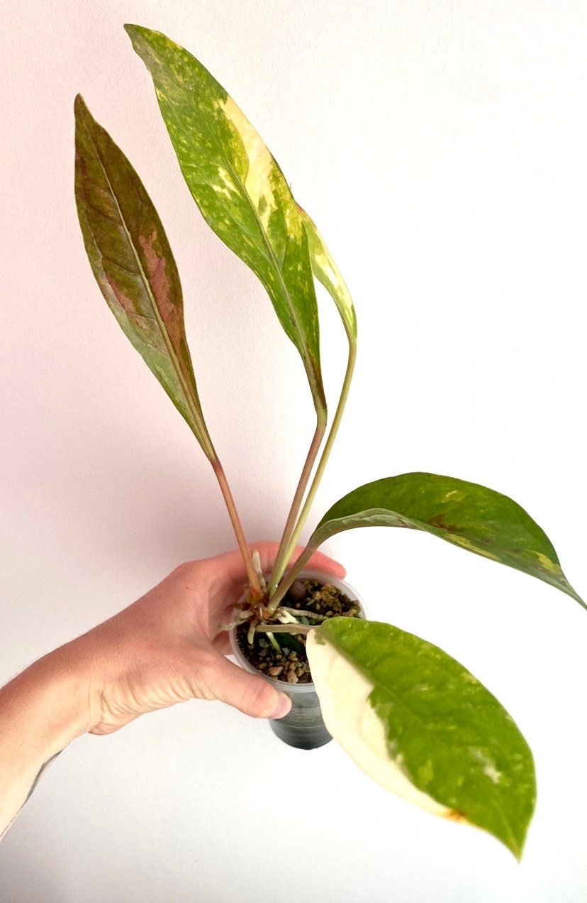 アンスリウム・ジェンマニ斑入り - Etsy 日本