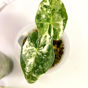 Alocasia frydek variegated
