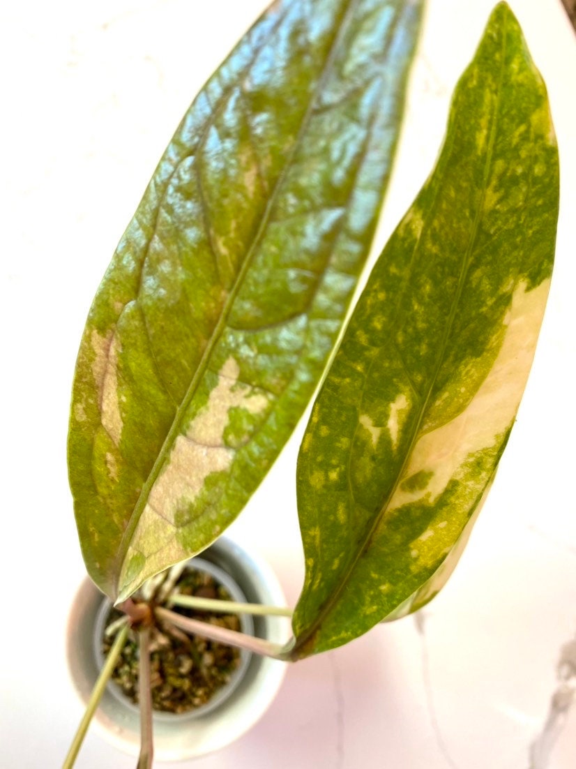 アンスリウム・ジェンマニ斑入り - Etsy 日本