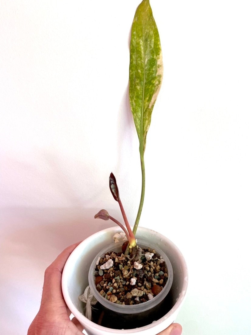 アンスリウム　ジェンマニー　斑入り アンスリウム・ジェンマニ斑入り - Etsy 日本