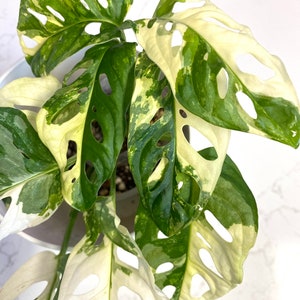 monstera blatt teppich Monstera Kinderteppich 120x160 main image 1