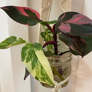 Mystery plant prop bundles - seeds, corms, chonks, wet sticks, aroids, alocasia, scindapsus, epipremnum, monstera, philodendron, epipremnum