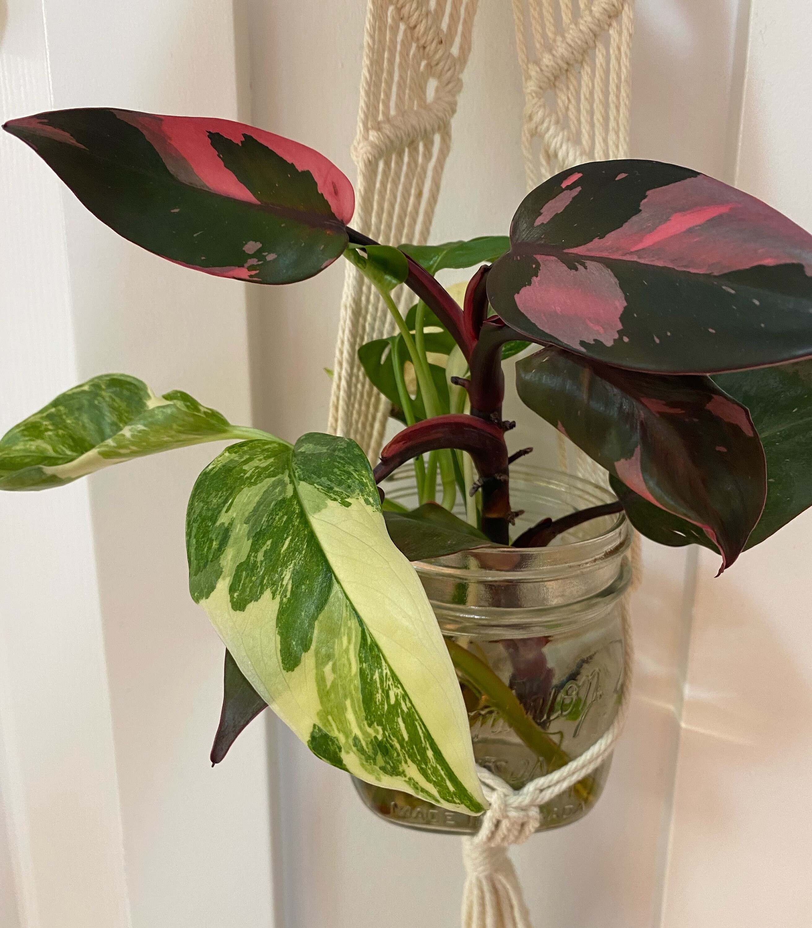 Alocasia black velvet pink variegata - Etsy 日本