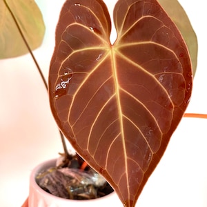 Anthurium regale NOID crystallinum red sinus