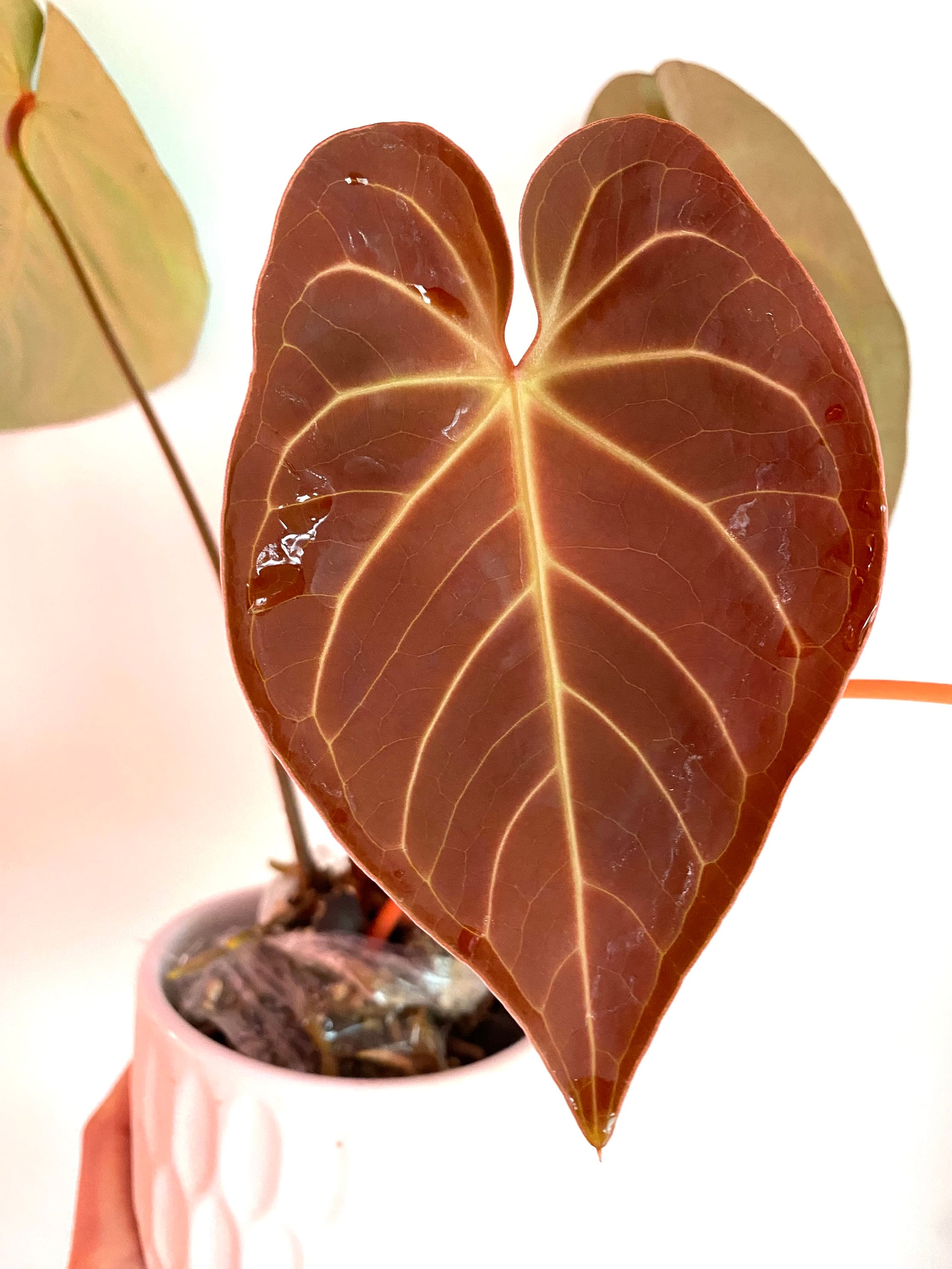 Anthurium dressleri - Etsy 日本 Anthurium dressleri - Etsy 日本