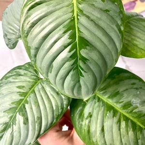 Philodendron sodiroi (true form with bumpy red petioles) rare plant