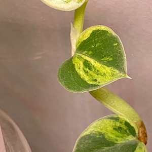 Talee variegate di Rhaphidophora hayii