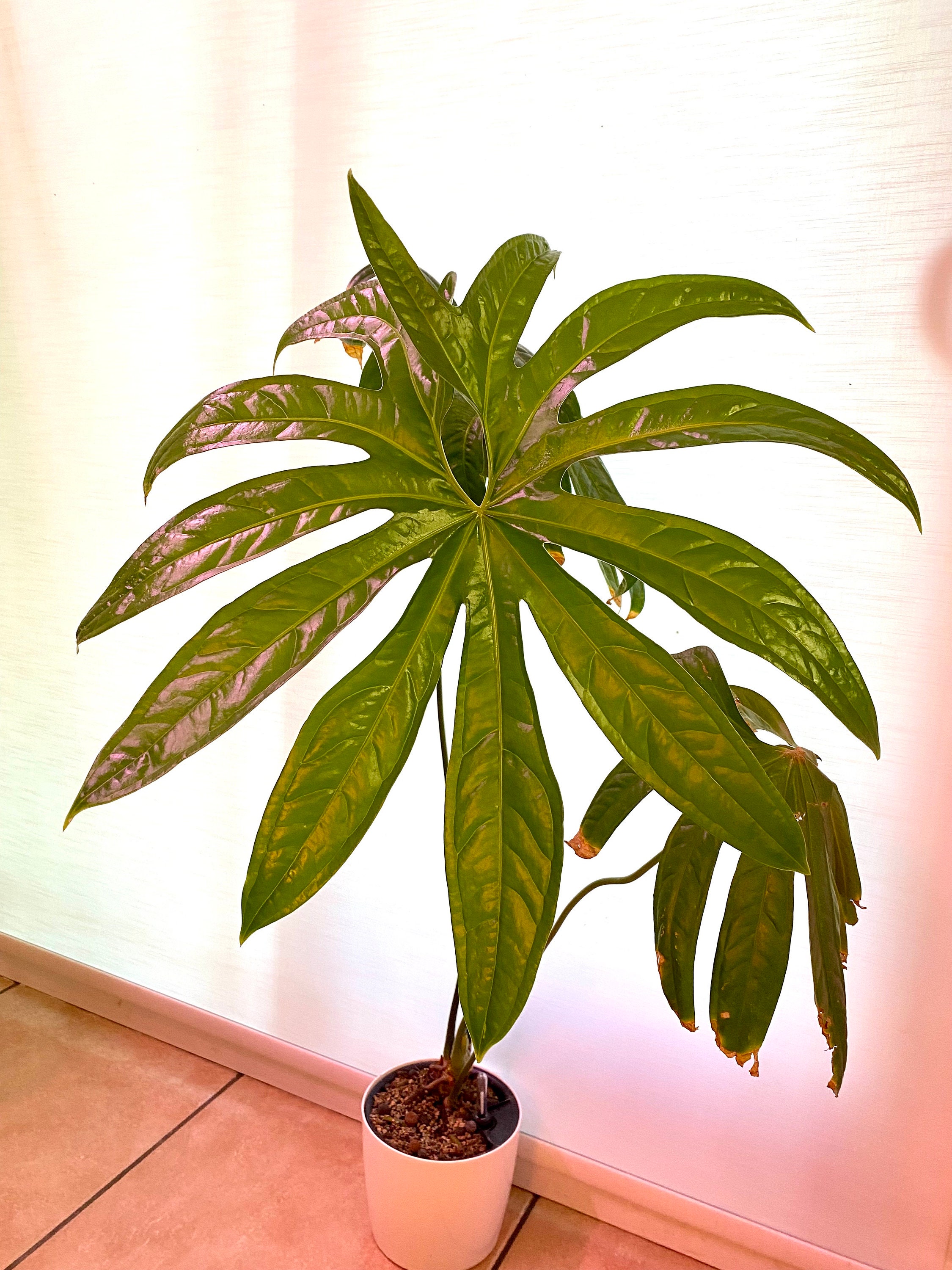 Anthurium pedatum アンスリウム・ペダタム オンライン 通販