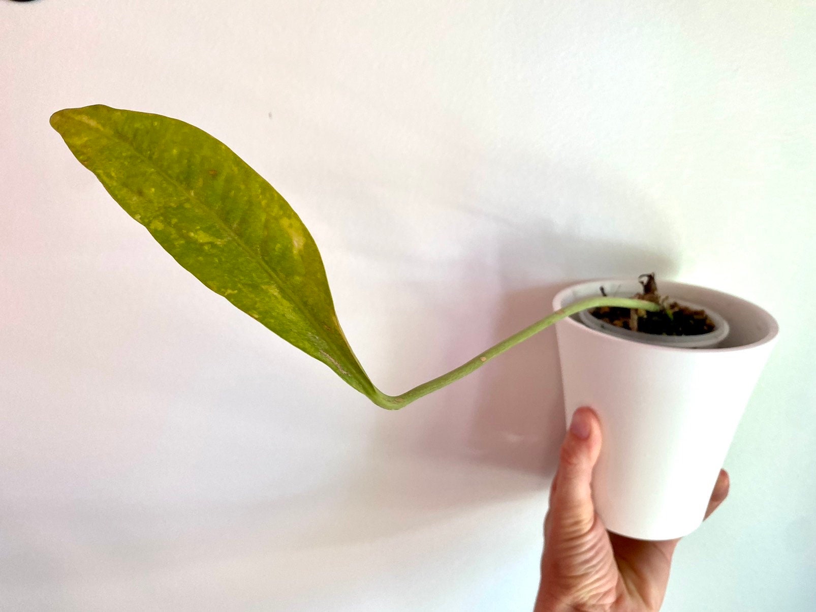 アンスリウム・ジェンマニ斑入り - Etsy 日本