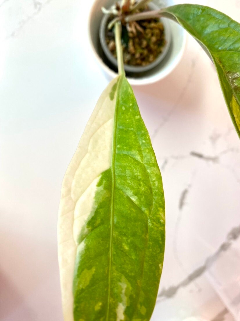 アンスリウム・ジェンマニ斑入り - Etsy 日本