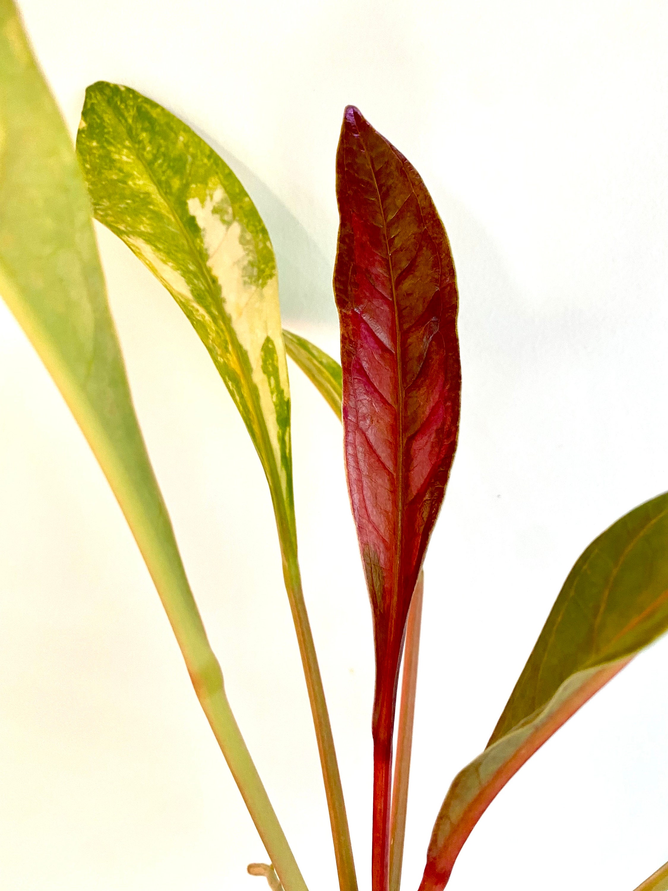 アンスリウム・ジェンマニ斑入り - Etsy 日本