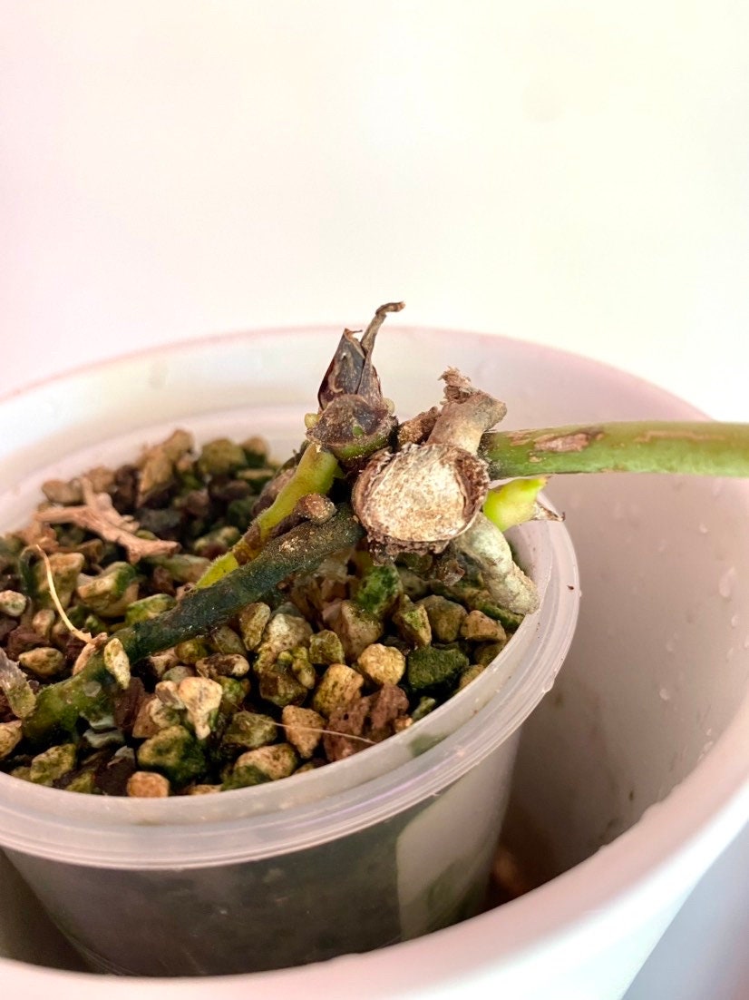 アンスリウム・ジェンマニ斑入り - Etsy 日本