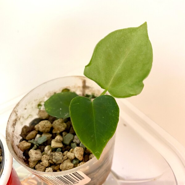 Anthurium Magnificum x Pedatoradiatum seeds/seedling plants (hoping for xl delta force characteristics)
