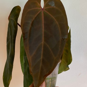 Anthurium ‘Raven’s Heart’ (Ace of spades x papillilaminum) cutting / division / plant