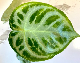 Anthurium Dorayaki: Sparkly Silver Veined Cupped Leaves