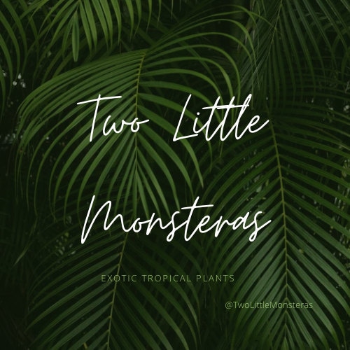 アンスリウム・ジェンマニ斑入り - Etsy 日本