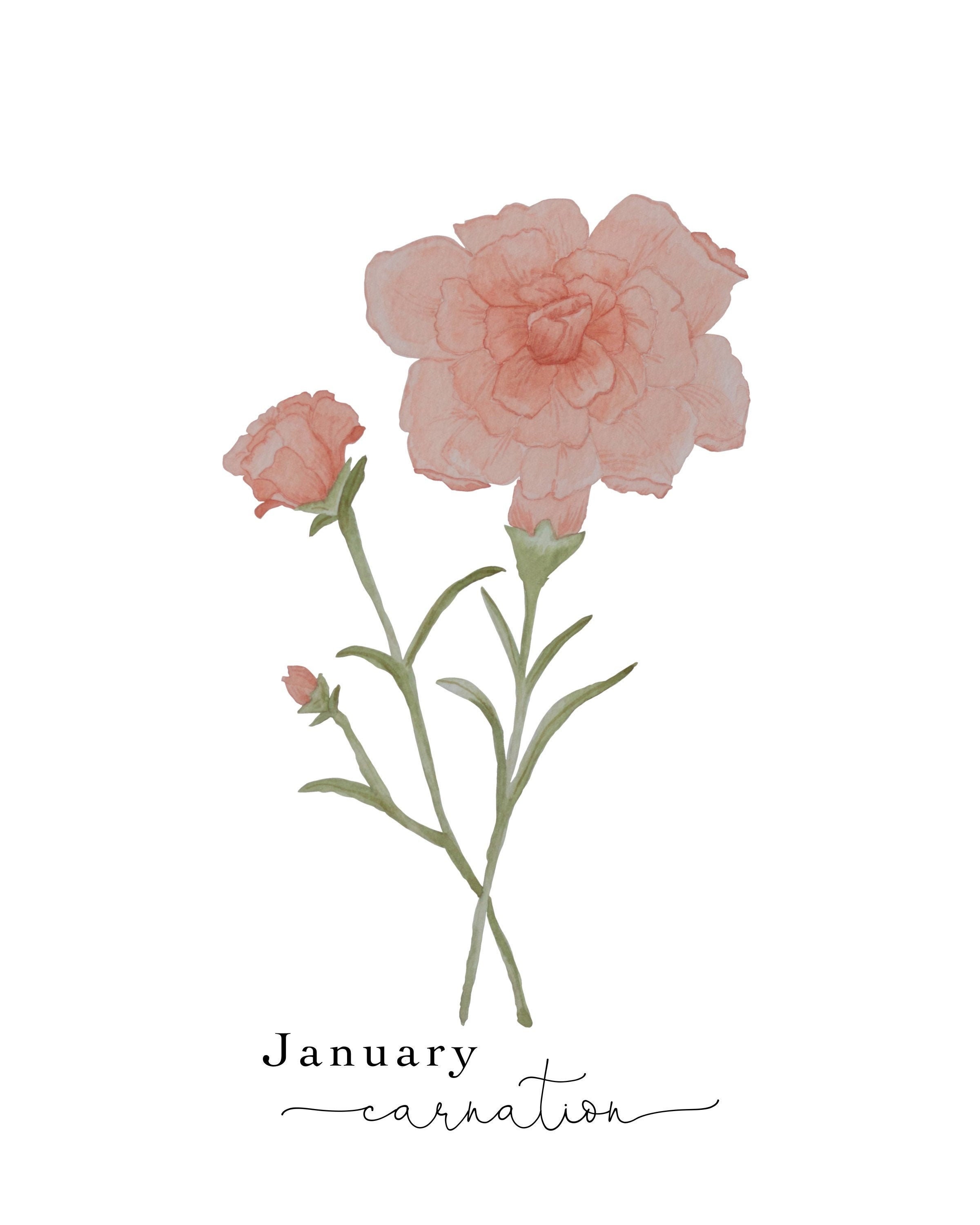 January Birth Flower Print Watercolor Carnation Painting Etsy