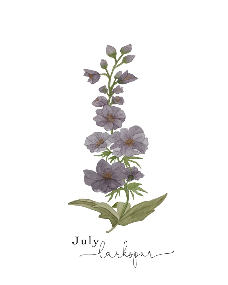 Watercolor Larkspur Painting Watercolor Flower Art Larkspur Birth Flower July Birth Flower Print Birth Flower Art