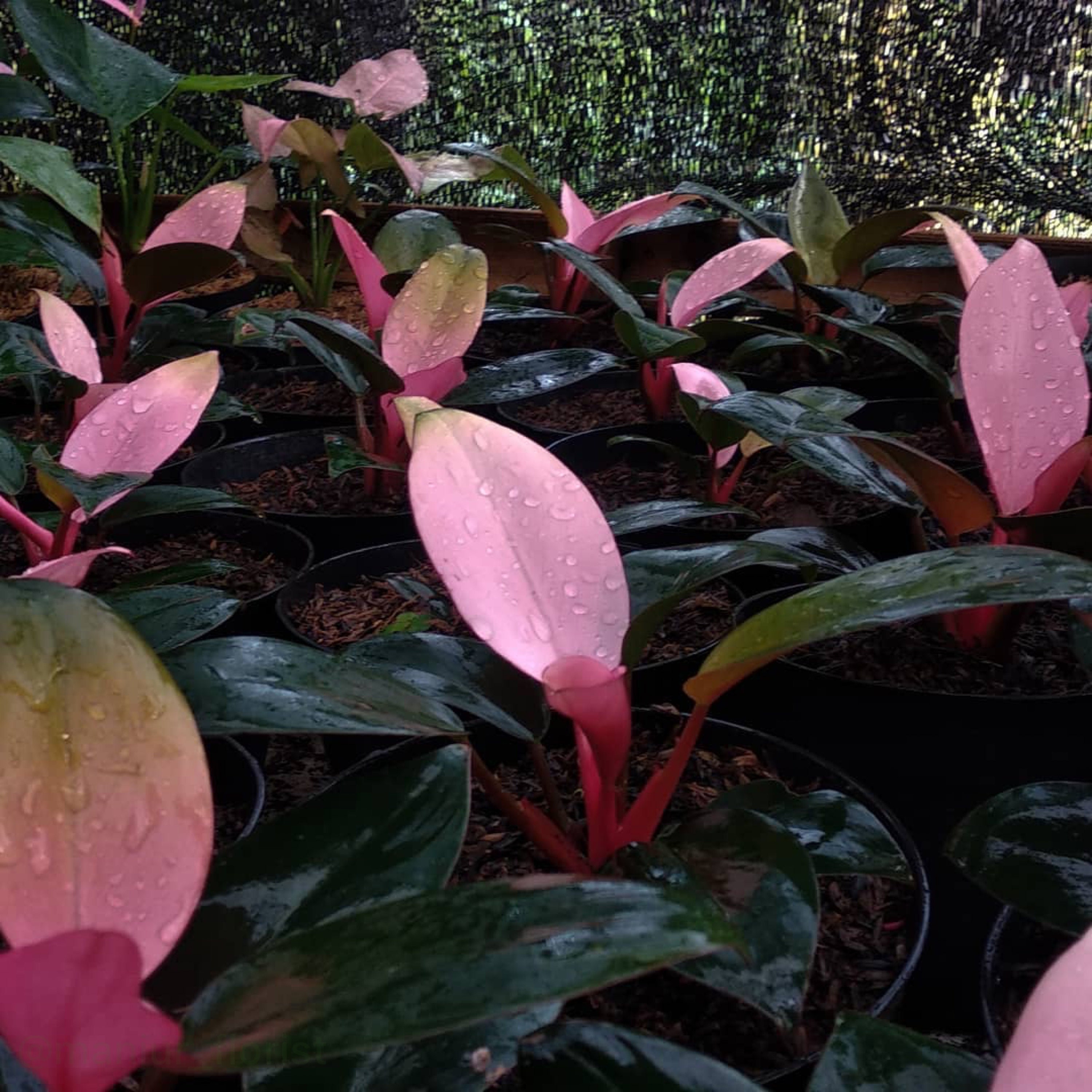 5 Plants Philodendron Pink Congo with Phytosanitary | Etsy