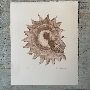 May include: A brown and white print of a spiral shell with a textured surface. The print is signed "R. Lorenzo" and numbered "6/24".