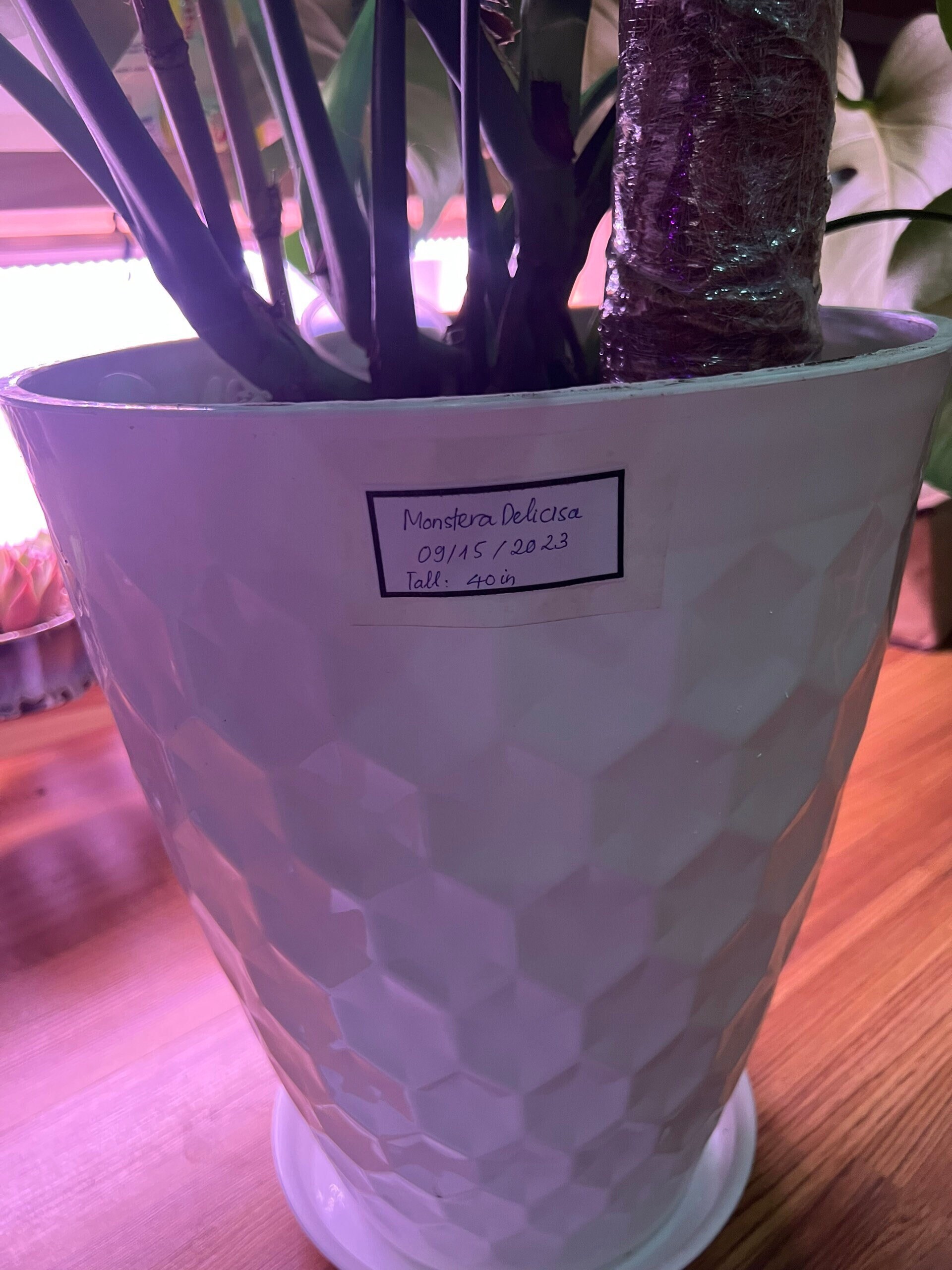 10-simple-blank-printable-pages-plant-succulent-and-cactus-name-tags