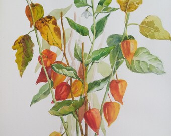 Winter Cherry Plant Etsy