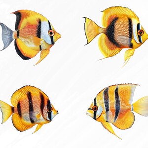 May include: Four yellow and black angelfish with black stripes and white accents. The fish are swimming in a white background.
